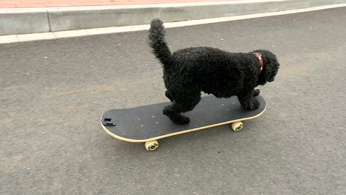 小狗在玩滑板黑狗滑行实拍视频素材