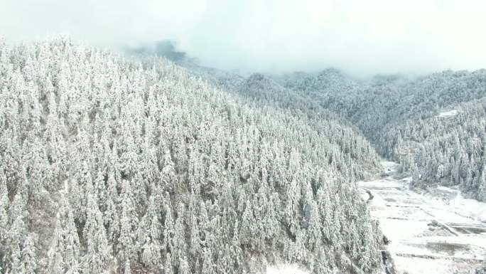 4K 银装素裹的森林雪景雾凇