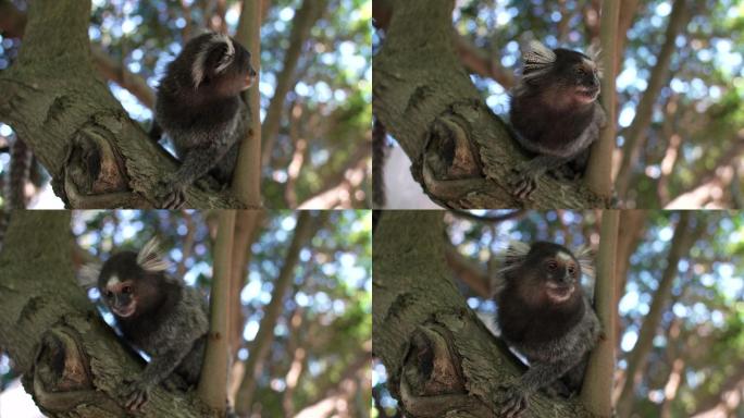 待在树枝上的狨猴动物园动物节目狨猴特写镜