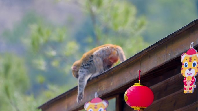 春节屋顶上嬉戏扯灯笼的小猴子