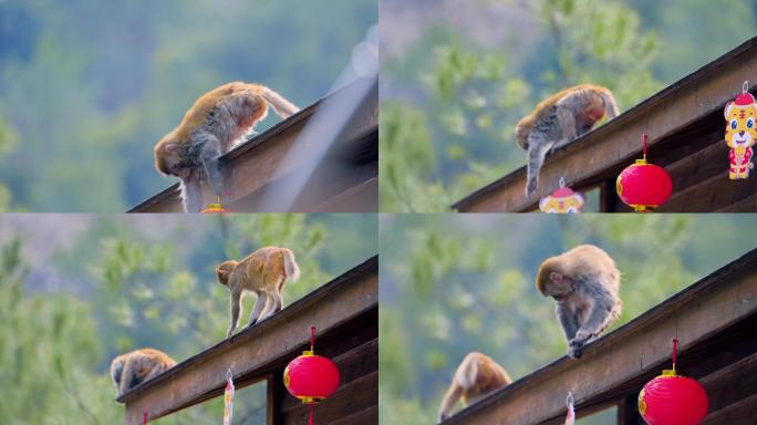 春节屋顶上嬉戏扯灯笼的小猴子