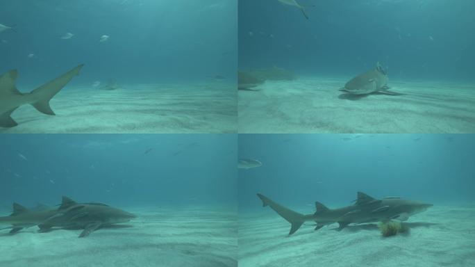 虎鲨在水里游行海洋馆海洋霸主凶猛猎食性
