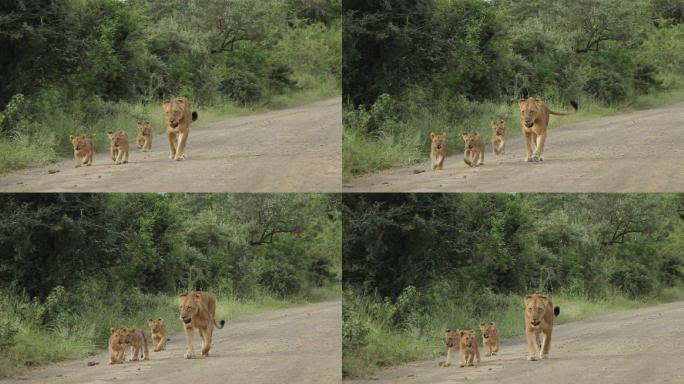 母狮和幼崽在土路上行走。