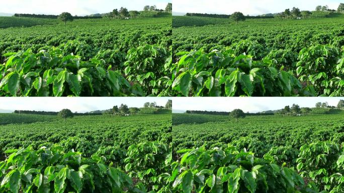 哥斯达黎加咖啡种植业