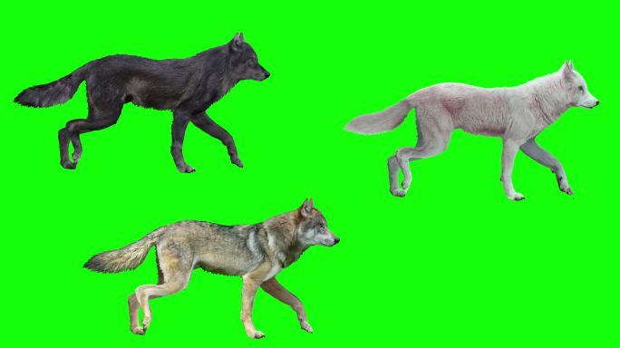 三只狼在绿色背景上行走