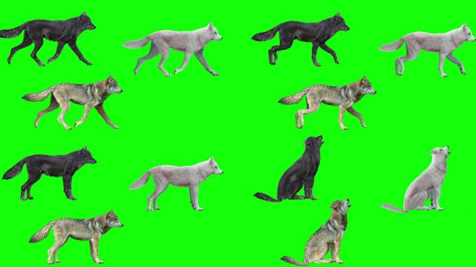 三只狼在绿色背景上行走