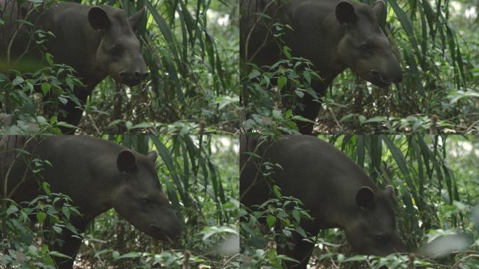 大西洋雨林中的貘巴西利亚未开垦蚯蚓