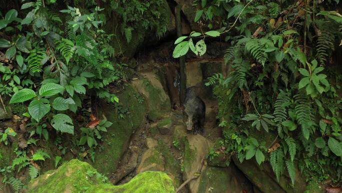 南美洲亚马逊雨林中的野猪