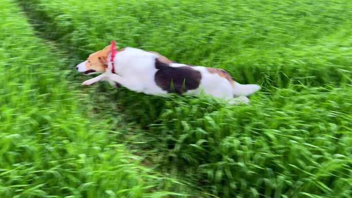 一只小狗在高高的草地上快速奔跑