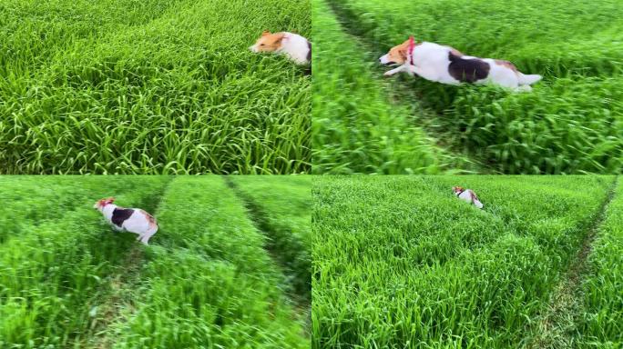 一只小狗在高高的草地上快速奔跑