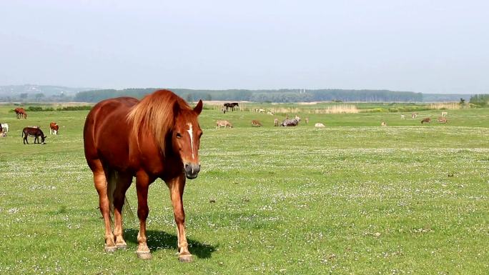 牧场上的棕马棕马一只马