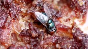 苍蝇在腐烂的肉上视频素材