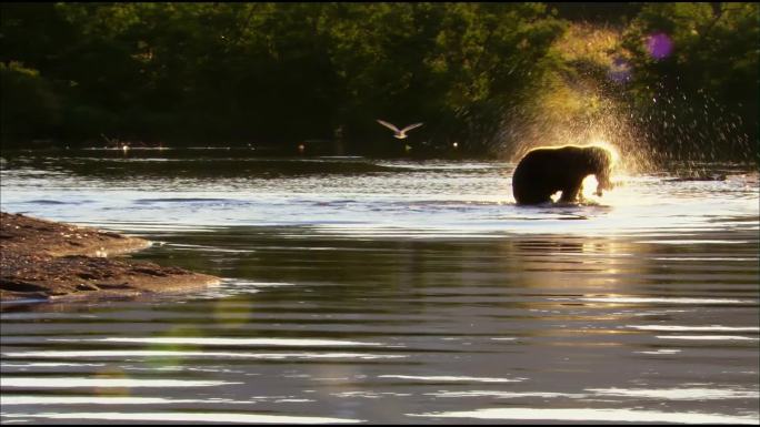 棕熊在湖里捕食森林自然之美河流