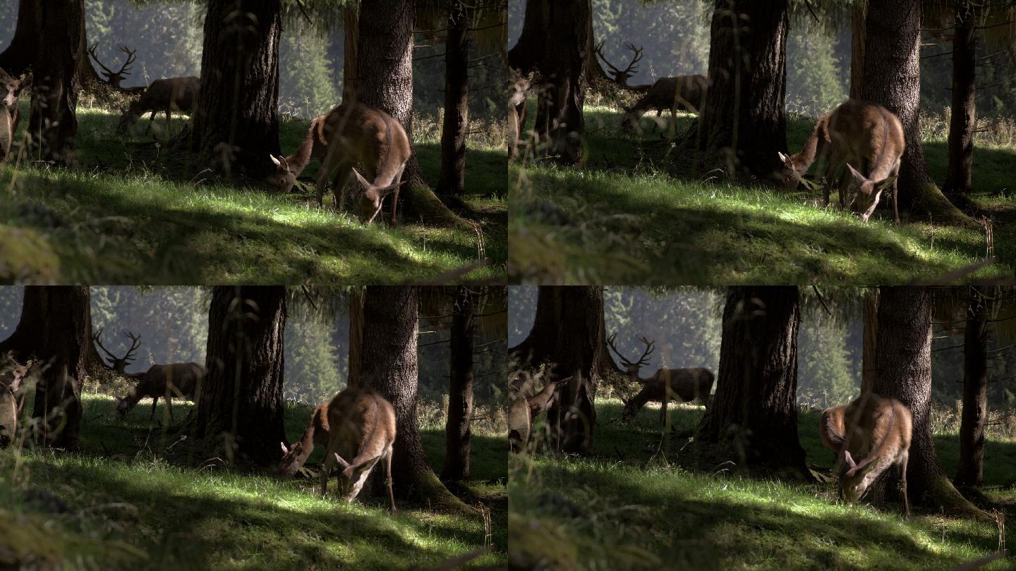森林里的一群小鹿麋鹿吃草树林