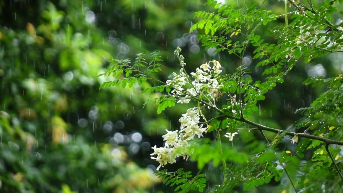 花在雨中慢动作空镜头意境雨树枝