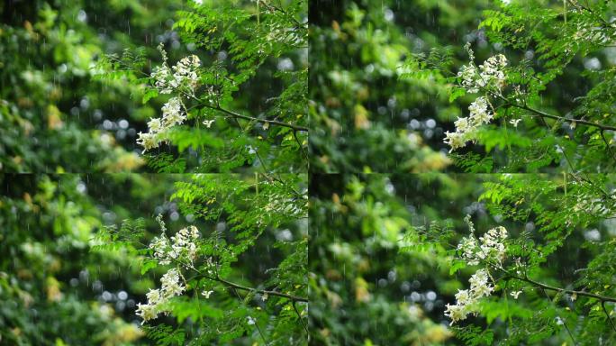 花在雨中慢动作空镜头意境雨树枝