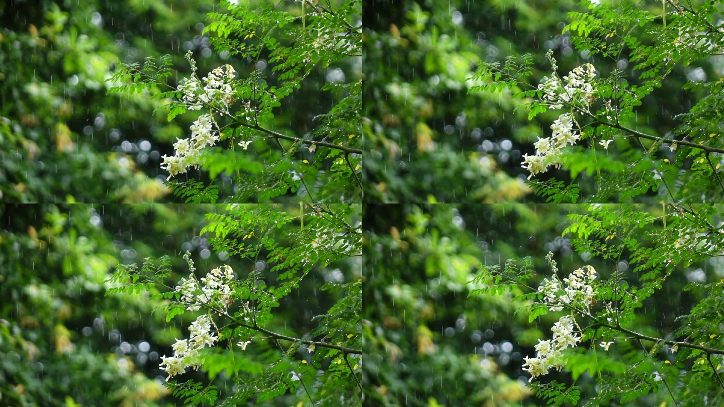 花在雨中慢动作空镜头意境雨树枝