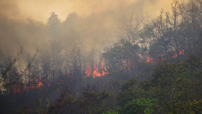森林火灾森林山火山林火灾野火浓烟滚滚火势
