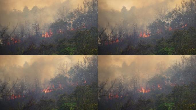 森林火灾森林山火山林火灾野火浓烟滚滚火势