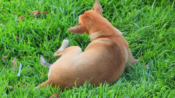 泰国脊背犬在绿色草坪上玩耍