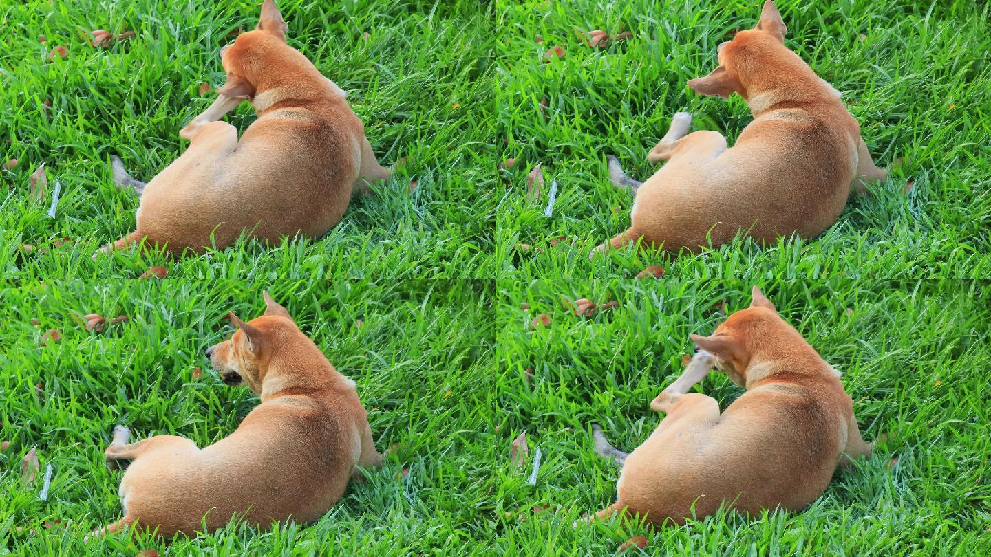 泰国脊背犬在绿色草坪上玩耍