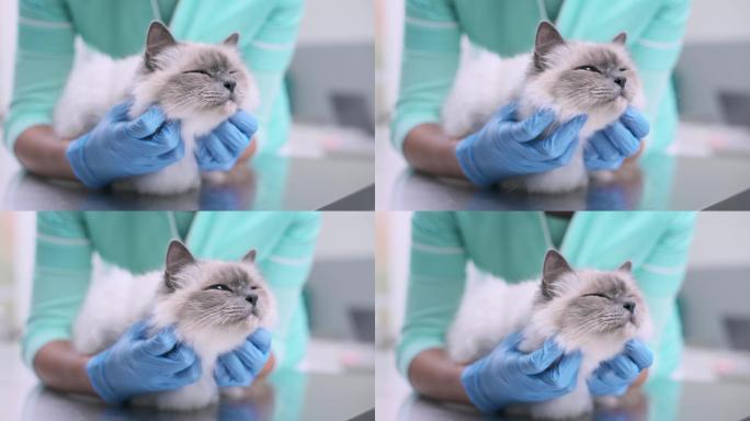 兽医在宠物诊所拥抱一只漂亮的猫