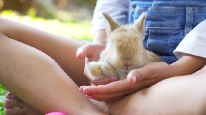 女孩腿上的一只毛茸茸的棕色兔子