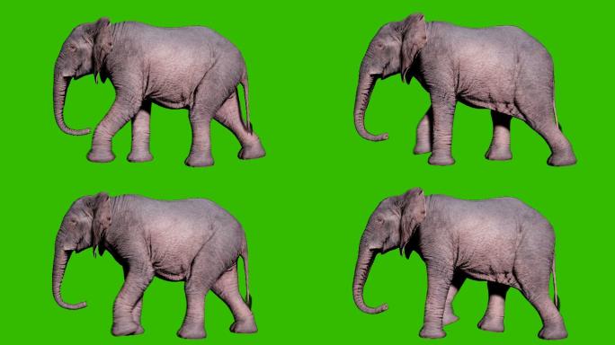 在绿色屏幕前行走的大象