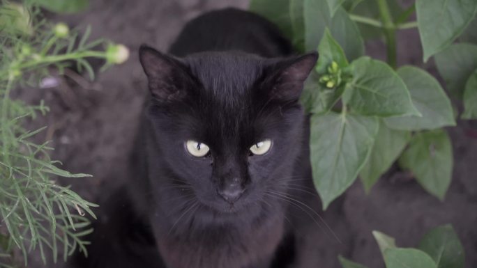 有着黄色眼睛的黑猫看着自然中的相机