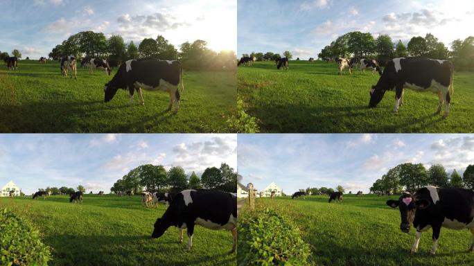 比利时乡村田野上的奶牛