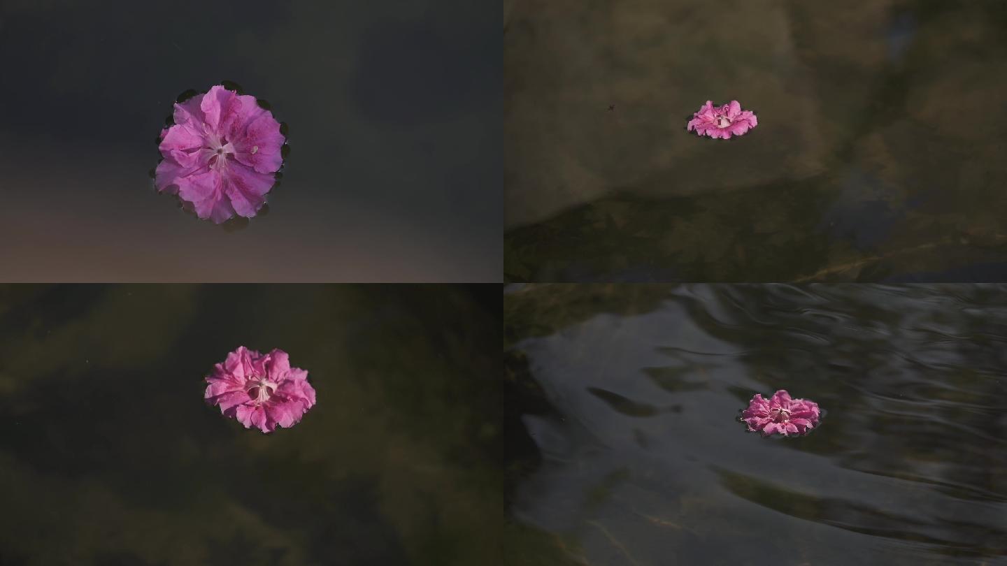 春天紫色杜鹃花水中花