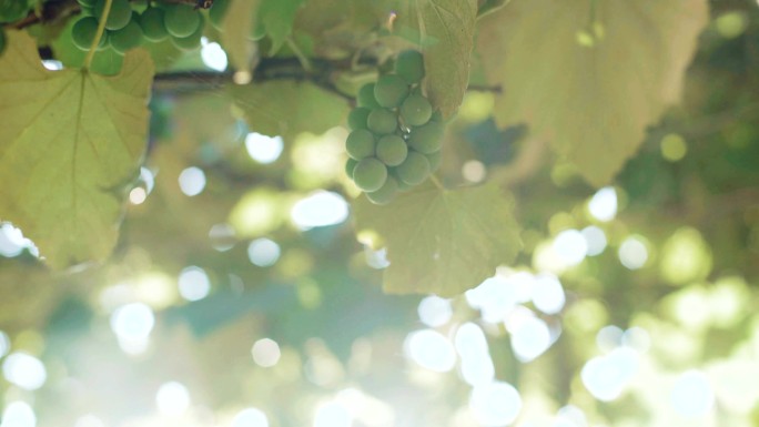 阳光明媚的天空背景上点缀着一束绿色的葡萄