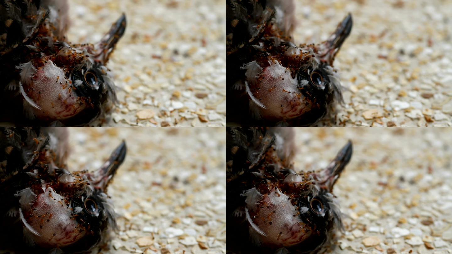 蚂蚁吃死斑鸠的头