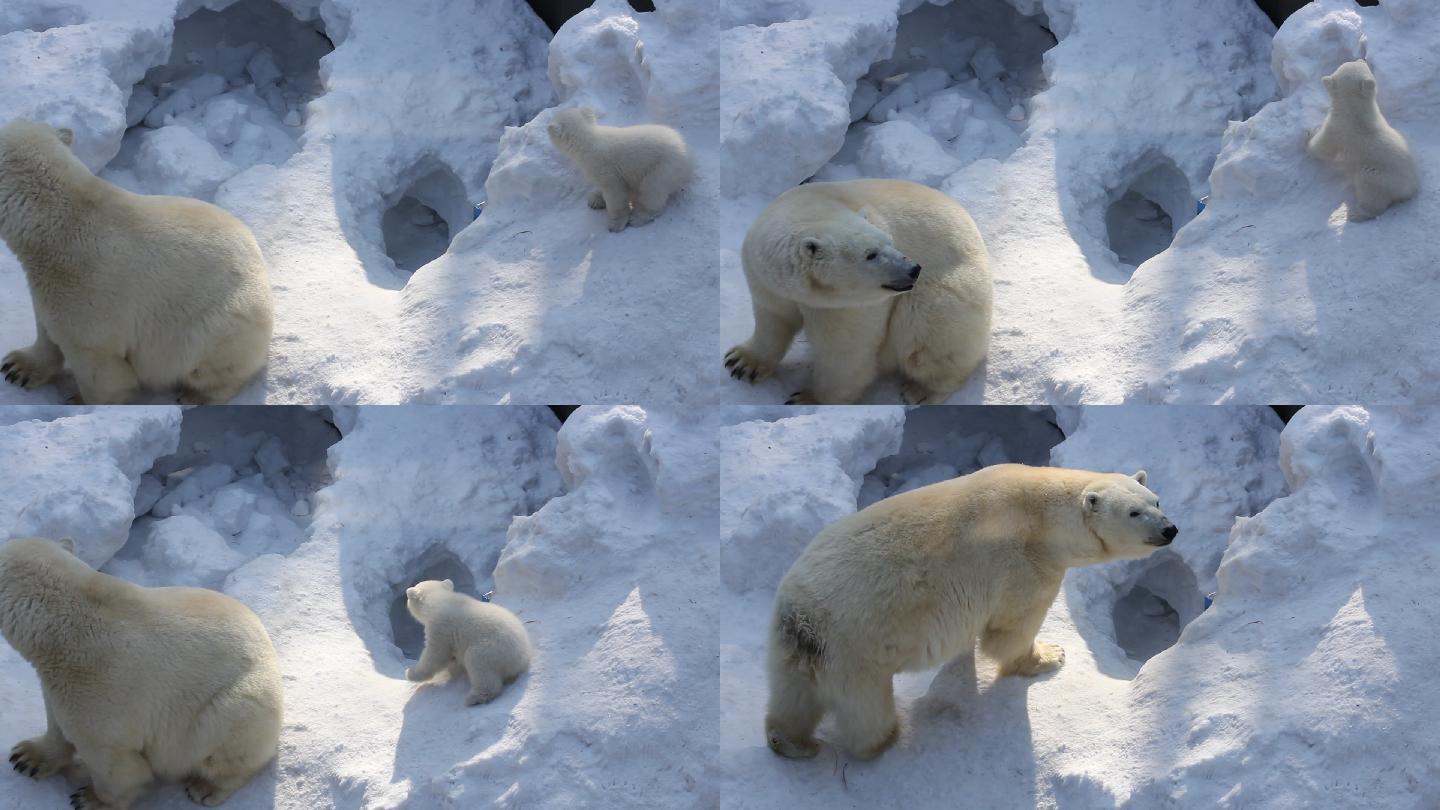 新生的北极熊幼崽在雪上玩耍。