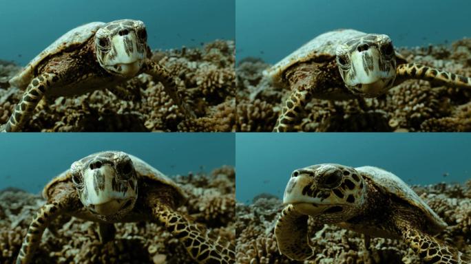 太平洋中的海龟。自然污染