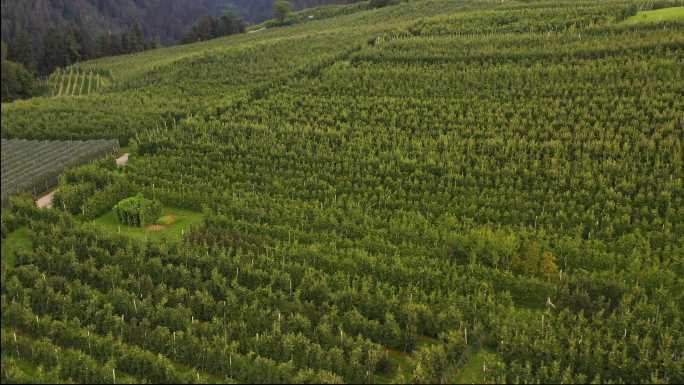 特伦蒂诺地区大型苹果种植的俯视图