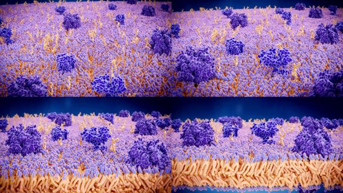 细胞膜的主要成分电脑动画