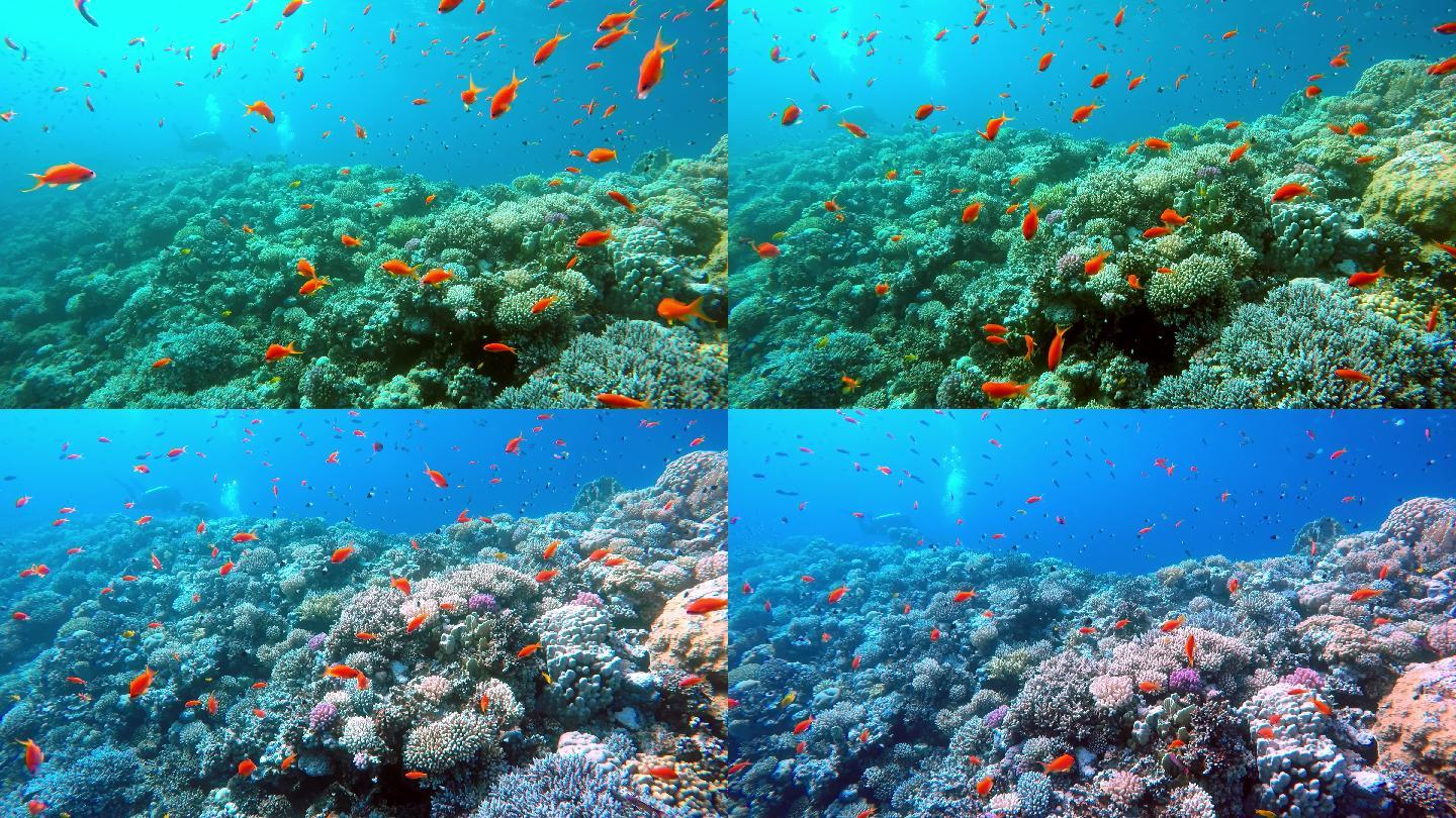 红海水下的鱼群与珊瑚礁