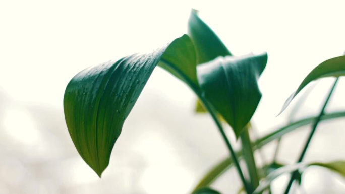 窗台上的植物架子住宅楼窗台