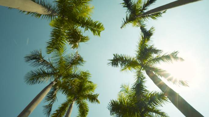 在晴朗的蓝天下的棕榈树