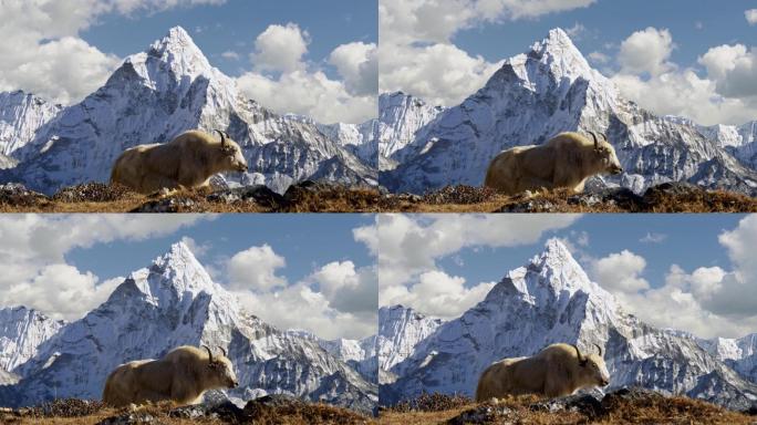 尼泊尔喜马拉雅山脉的白牦牛