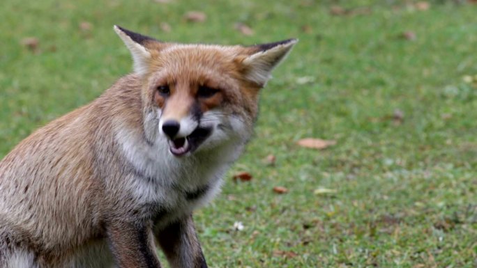 红狐在公园里吃东西