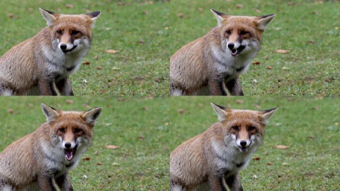 红狐在公园里吃东西