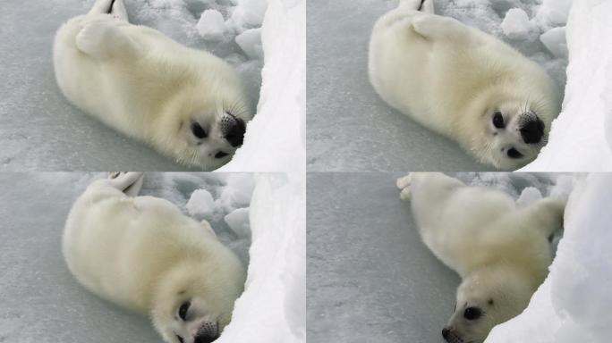 俄罗斯白海冰面上新生的海豹