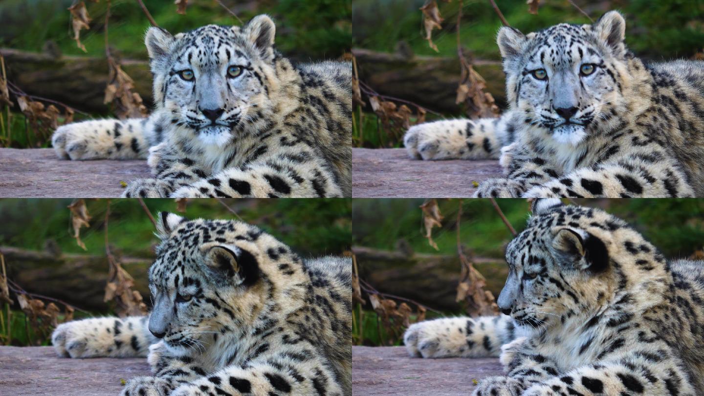 雪豹的特写镜头珍惜濒危动物保护雪豹头部特