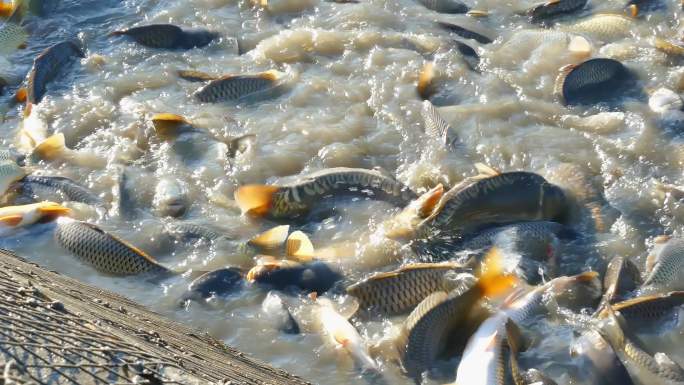 养殖池中的淡水鱼消费主义动物行为水