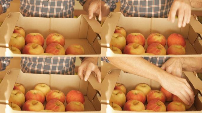 农夫把苹果放进盒子里