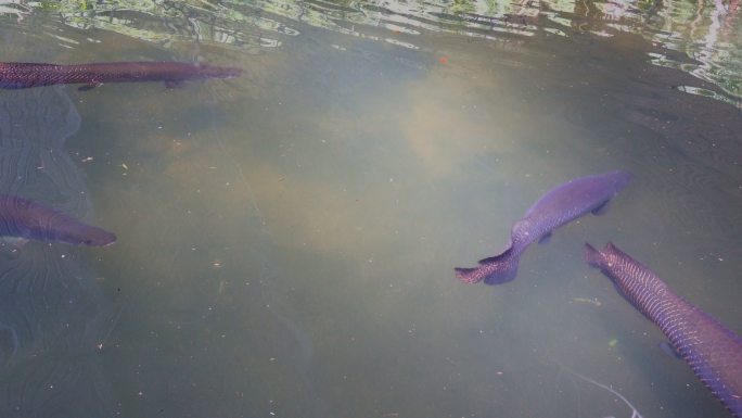 在池塘里游动的大鱼。