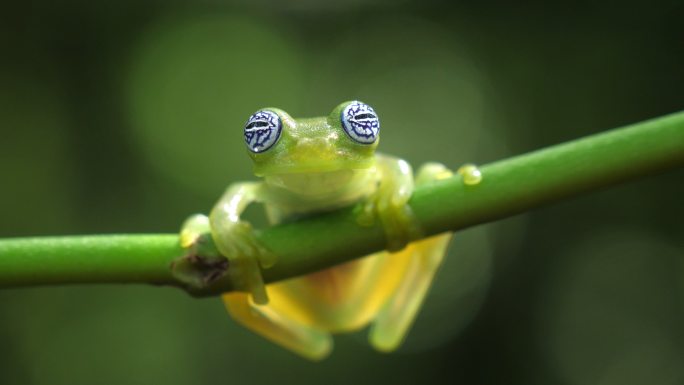 玻璃蛙透明蛙南美洲原始森林