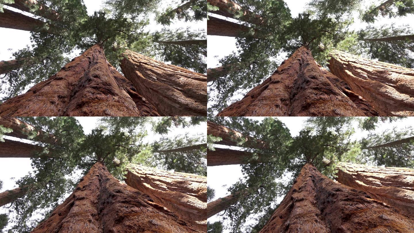 国家公园里的巨大红杉树